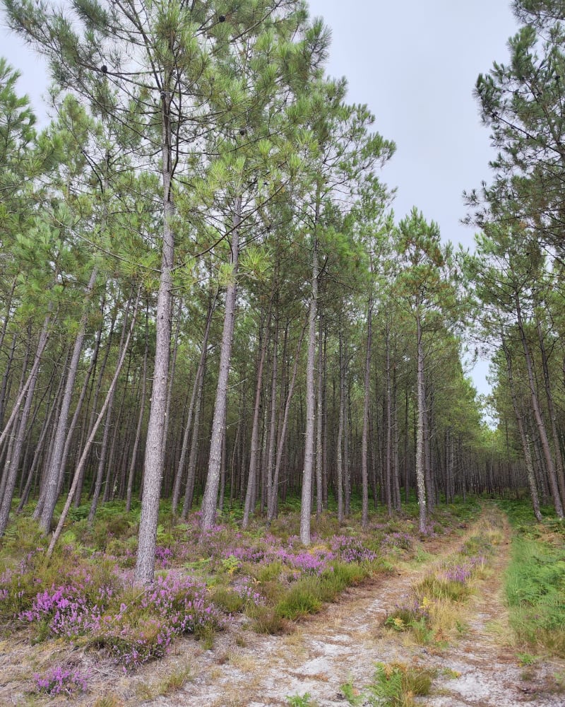 Balade en forêt ponton d'azur depuis Léon - Léon