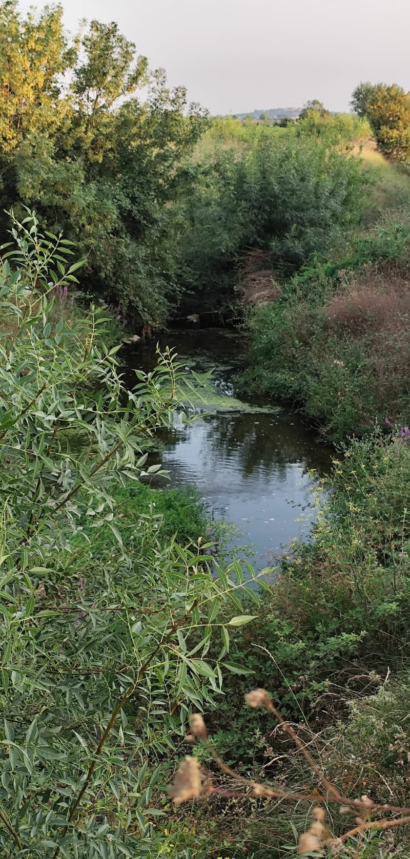Balade dans les vignes Saint Dionisy -Sinsans - Saint-Dionisy