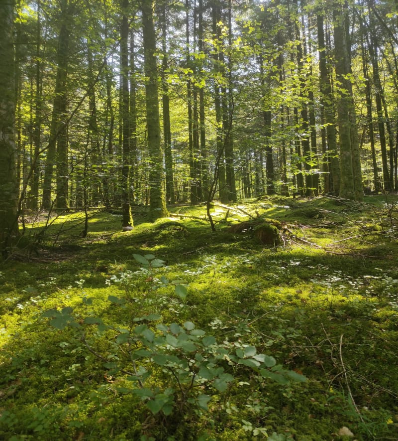 Boucle d'Herpelmont - Herpelmont
