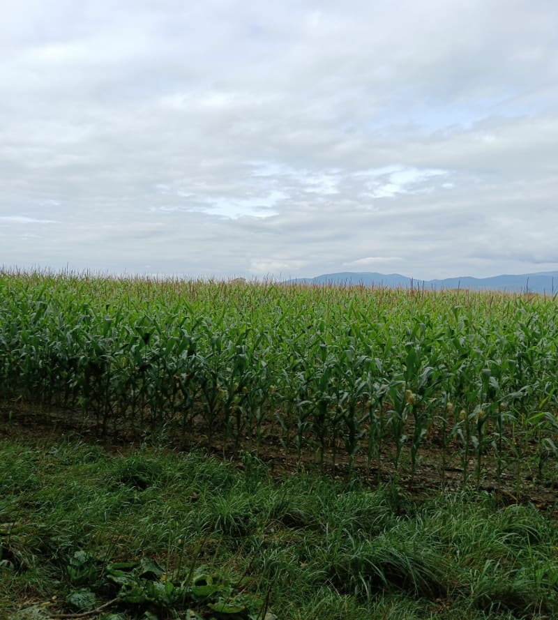 Promenade dominicale depuis Ensisheim - Ensisheim