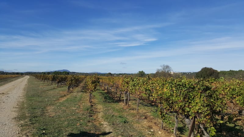 Promenade tranquille autour de Jacou - Jacou
