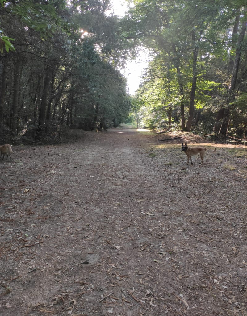 Balade dans la forêt de Longeville - Jard-sur-Mer