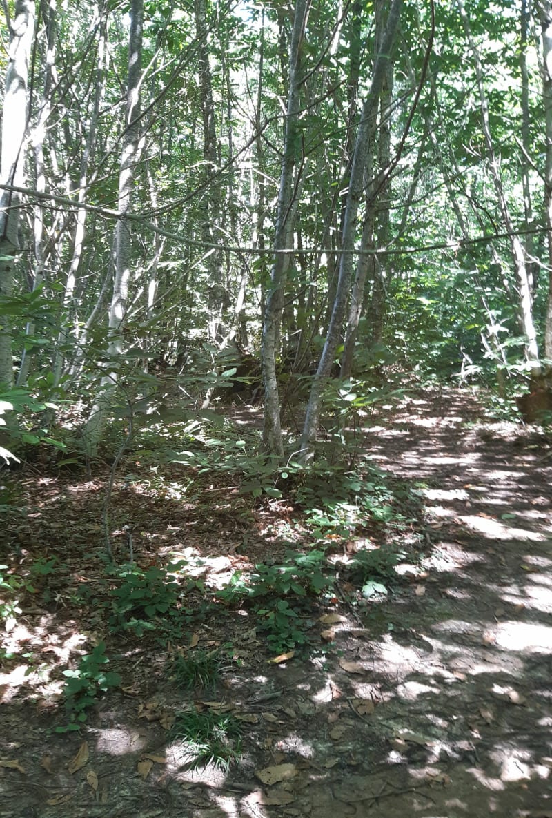 Boucle forestière à Courgenard - Courgenard