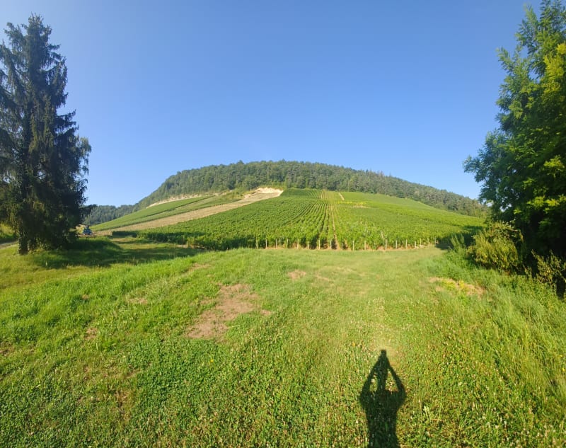 Sentier entre les arbres autour de bar sur Aube - Bar-sur-Aube