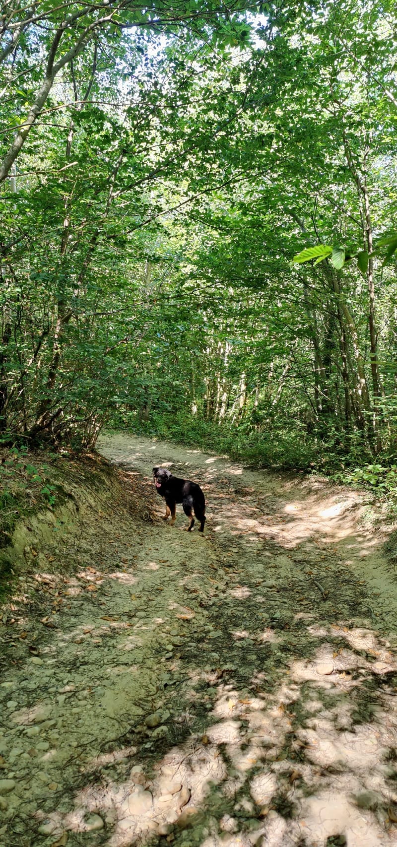 Balade au bois des Fauries, entre Chaponnay et Marennes - Chaponnay