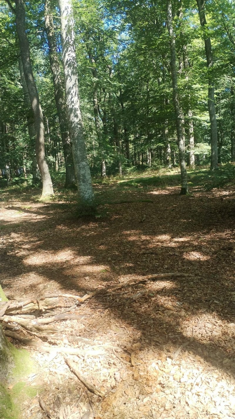 Le Puy de Juillat, au départ de la Bosse - Échassières