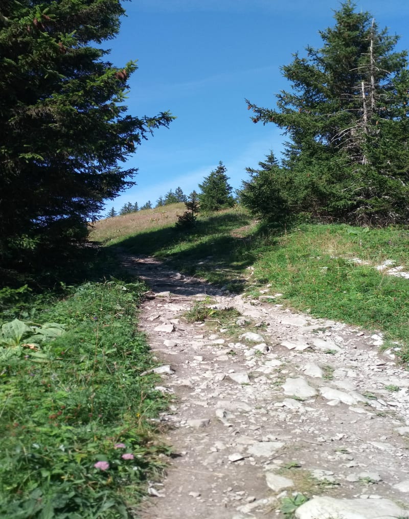 Pic des Memises et les frasses - Thollon-les-Mémises