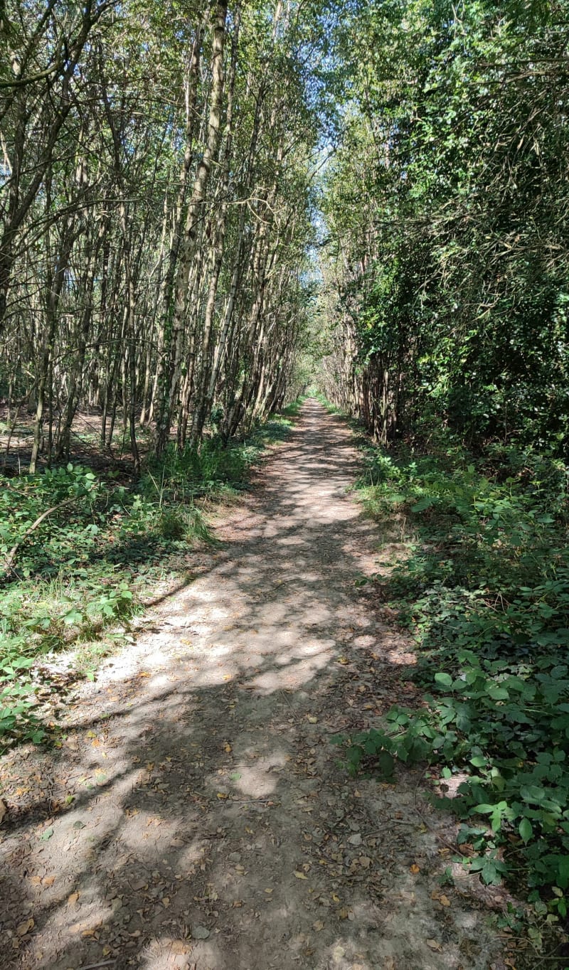 Entre forêt et routes autour d'Acigné - Acigné