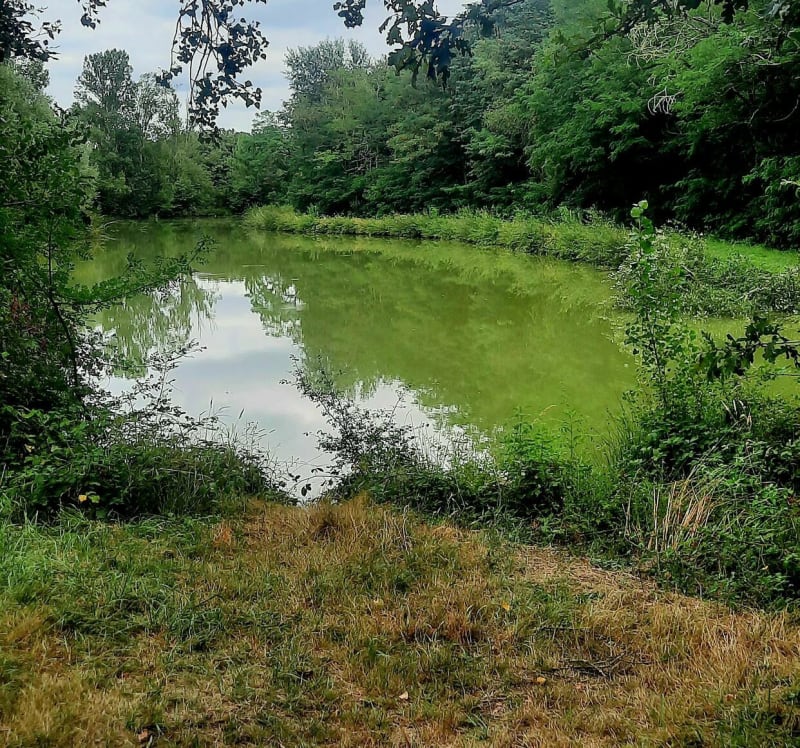 Balade autour des étangs de la forêt de Bouconne - Pujaudran