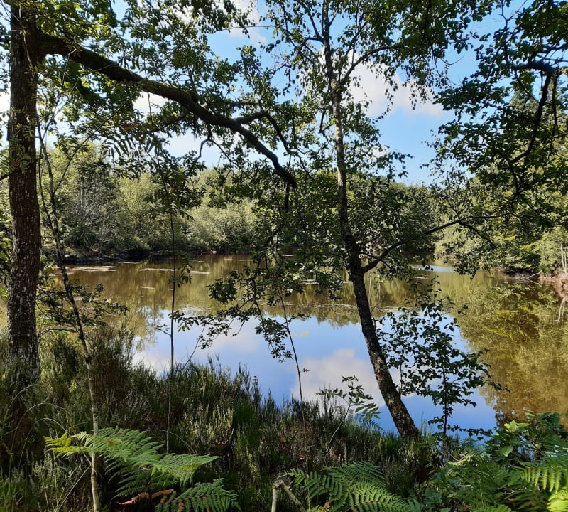 Autour de l'Etang d'Arfin par Beulotte - Faucogney-et-la-Mer