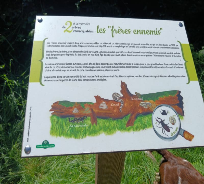 Balade en Forêt de Crécy - Crécy-en-Ponthieu