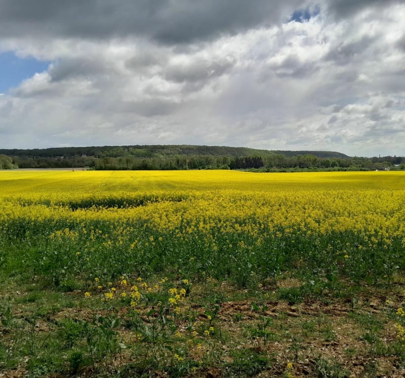 Balade de Garennes au carré de chasse de la forêt de Dreux - Garennes-sur-Eure