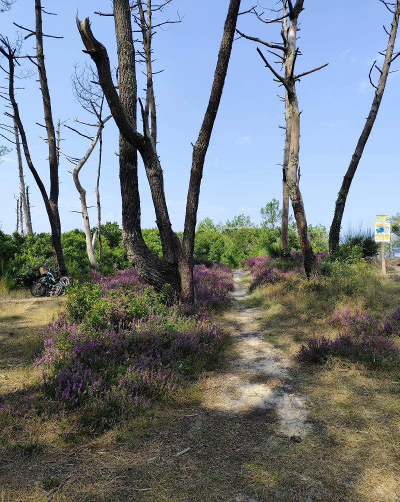 Forêt le long du Boudigau jusqu'à la plage - Ondres