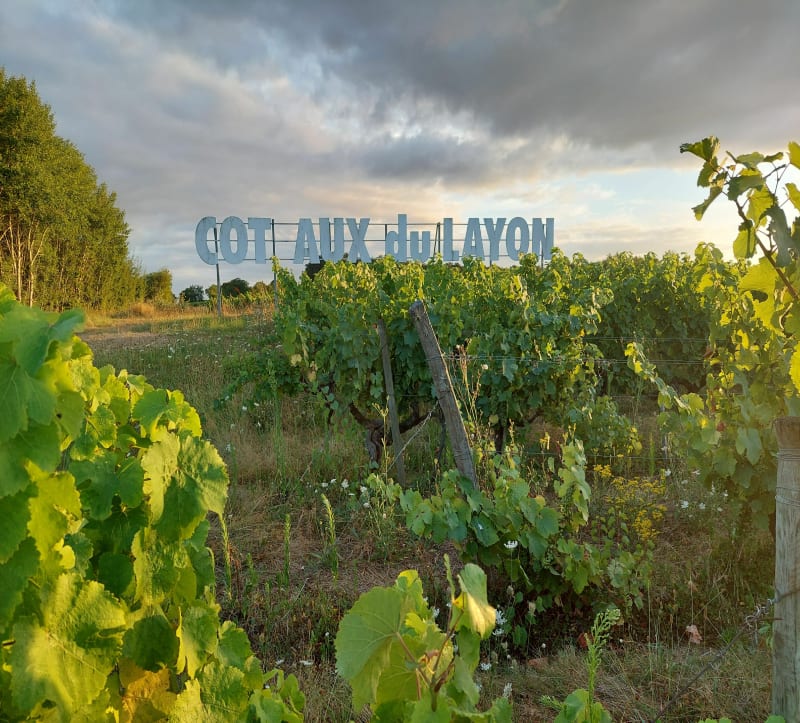 Au cœur du Layon en VTT - Beaulieu-sur-Layon