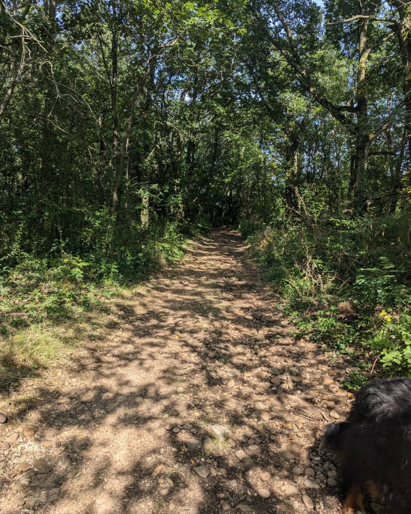 Boucle dans les bois des Champs Giroux - Ville-sous-Anjou