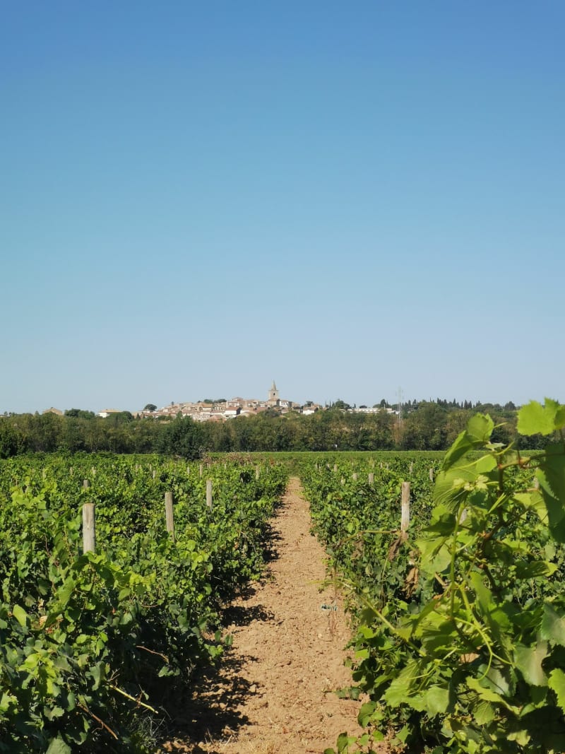 Boucle autour du village de Nézignan-l'Evêque - Nézignan-l'Évêque