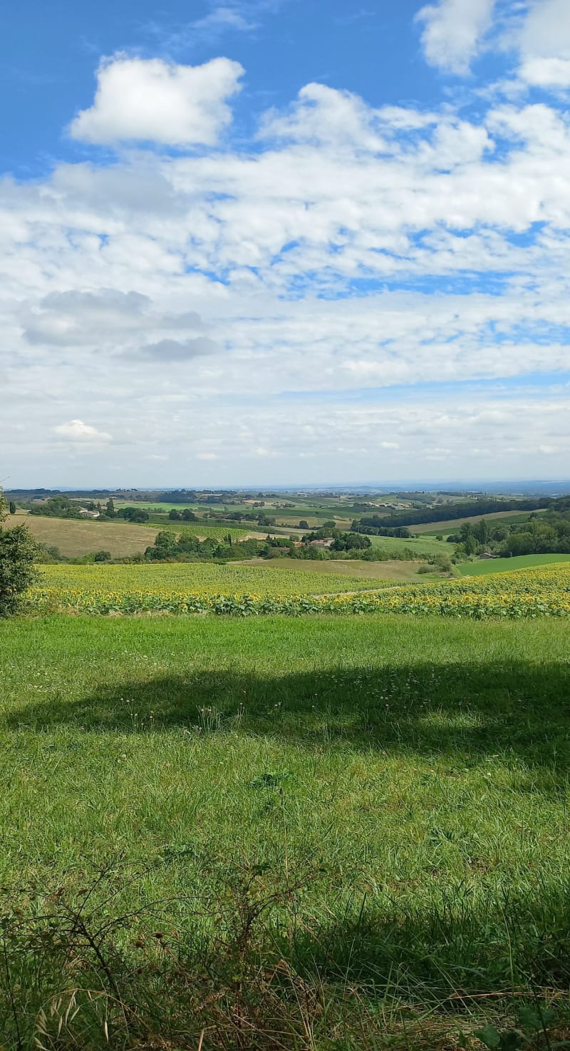 Les hauts de Gaillac - Gaillac