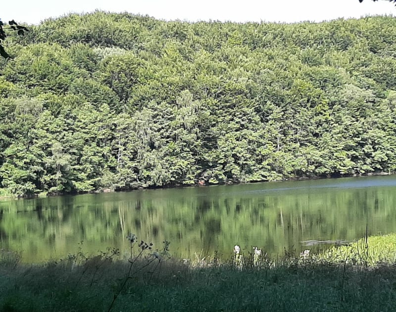 Randonnée da la forêt domaniale de la Planoise - Antully