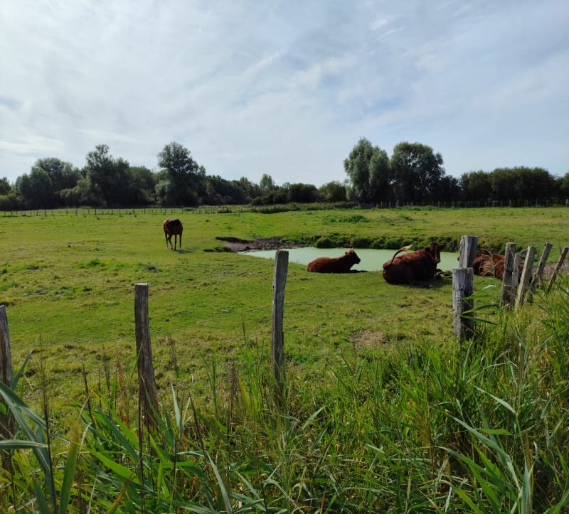 Merlimont et Le bout de Bas par la Canarderie - Merlimont