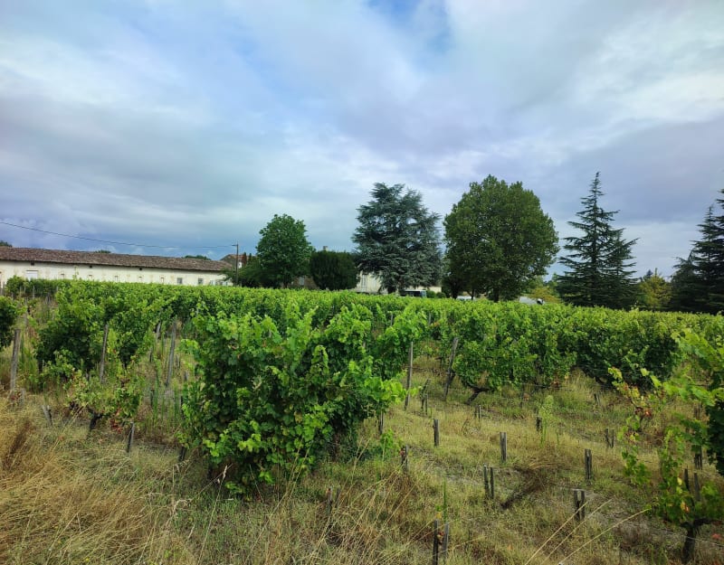Château du moulin à vent par les bois et les vignes - Castelnau-de-Médoc