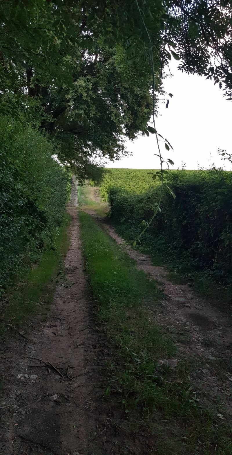 Petit tour du côté de Pissevieille - Cercié