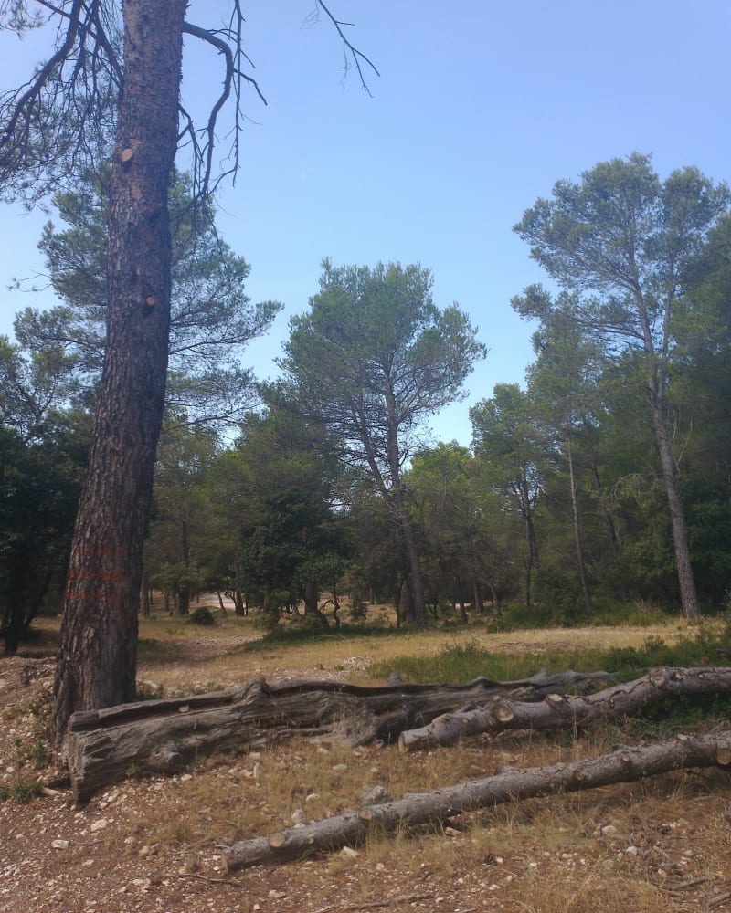 Velleron, balade en forêt et Grande Vaussière - Velleron