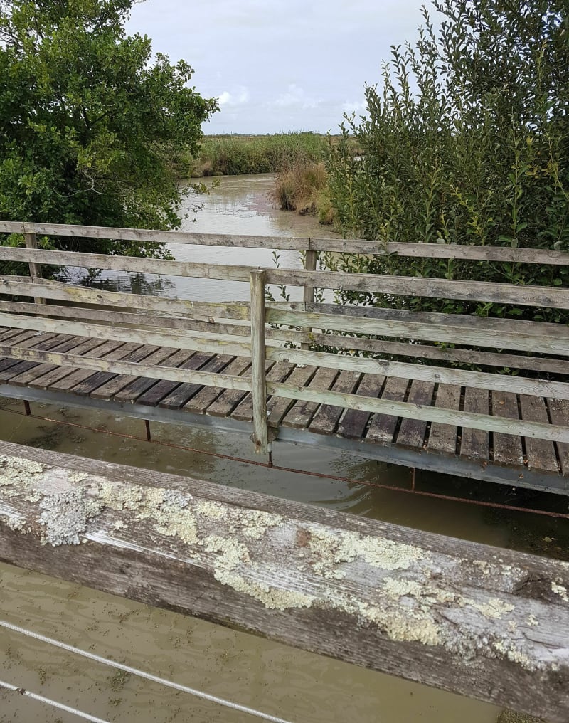 Marais et cigognes au Bois de Céné - Bois-de-Céné