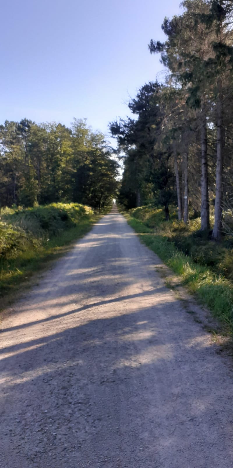 En forêt de Moulière - Montamisé
