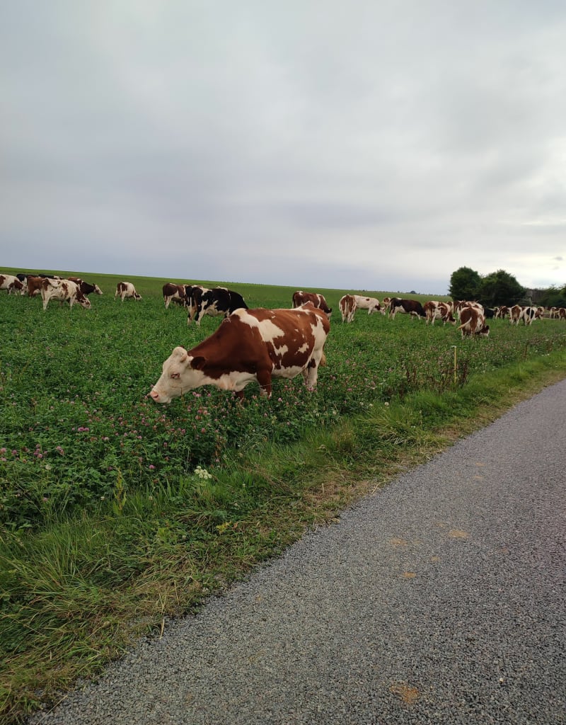 Entre forêt et campagne autour d'Elbeuf - La Londe