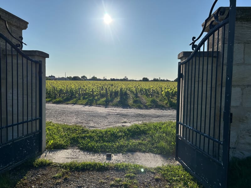 Vignobles Médocain autour de grands châteaux - Pauillac