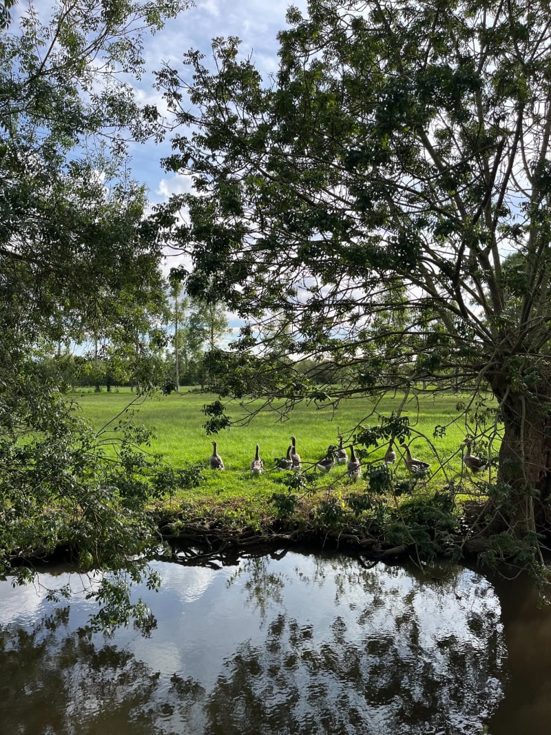 Balade au sein du marais mouillé autour de Coulon - Coulon
