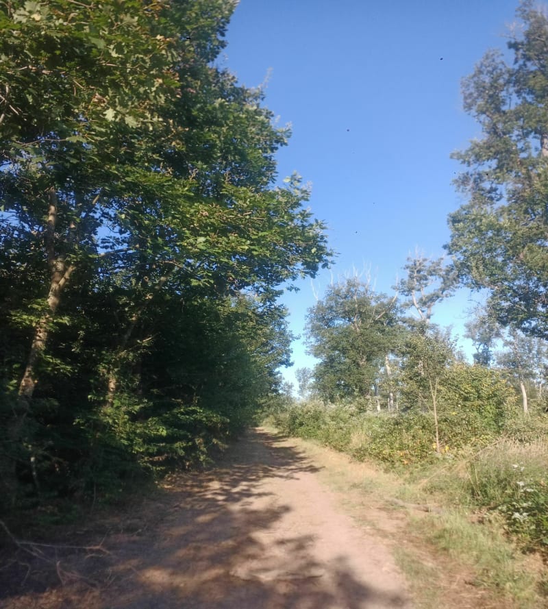 Forêt de Marcenat par Gratau - Saint-Didier-la-Forêt