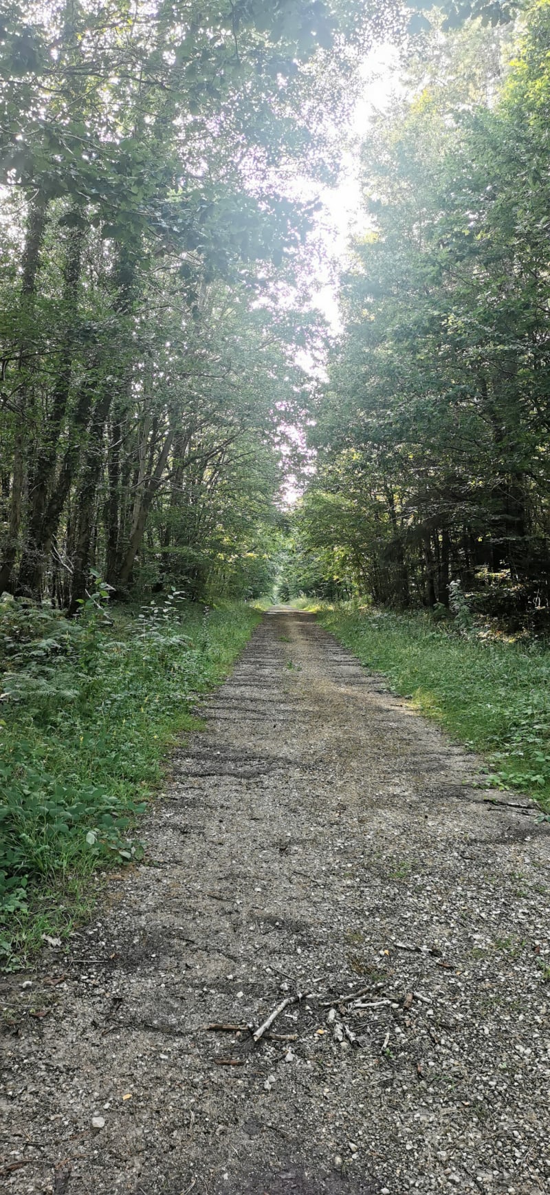 Forêt de Senonche proche Belhomert - Senonches