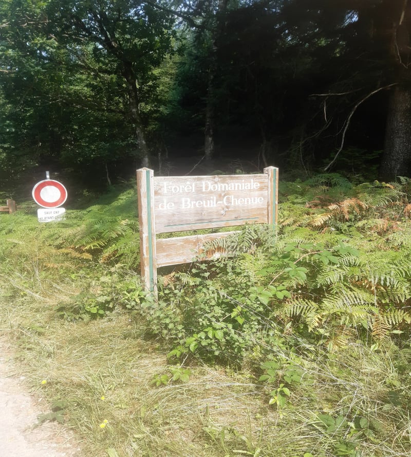 Forêt dominicale de Breuil-chenue - Gouloux