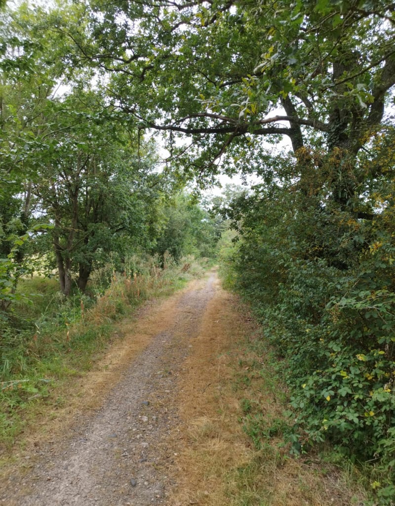 Balade entre bords de Loire et étangs - Saint-Cyprien
