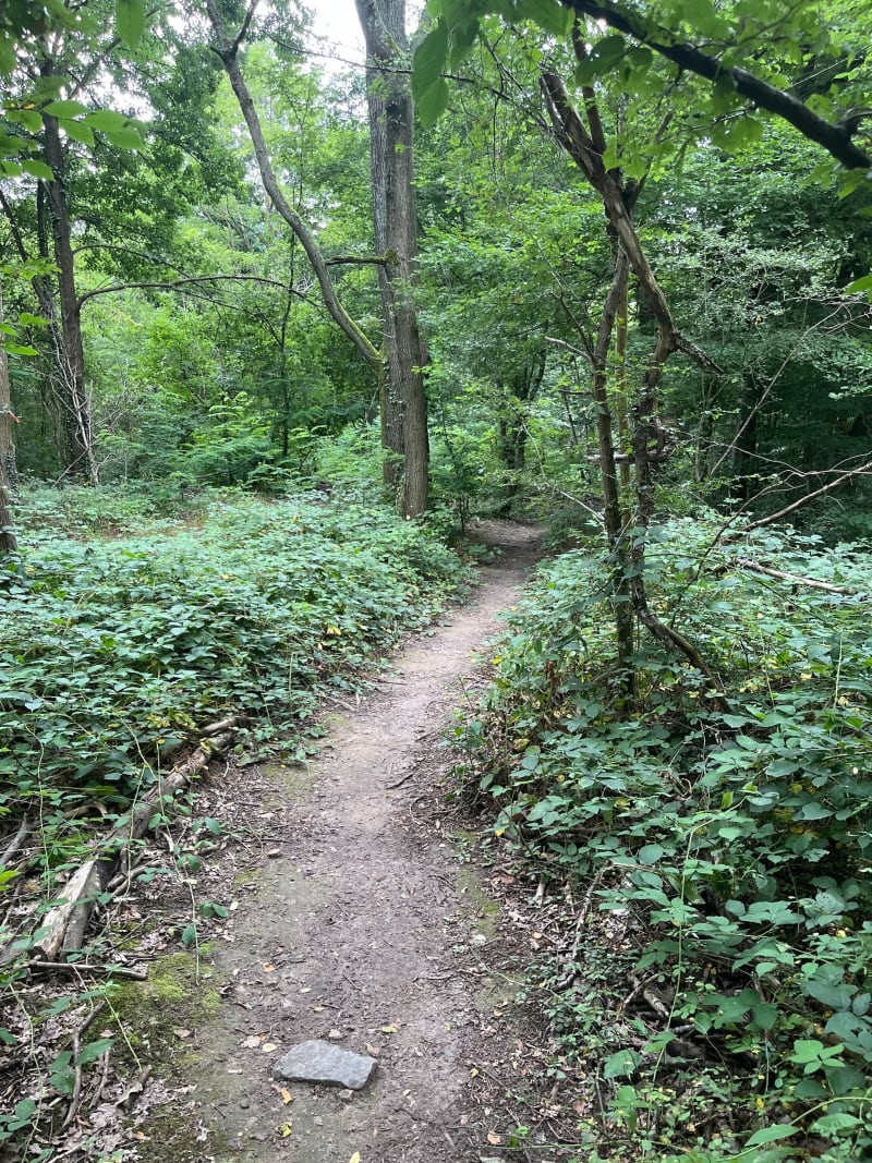 Forêt du Rocher de Saulx - Saulx-les-Chartreux
