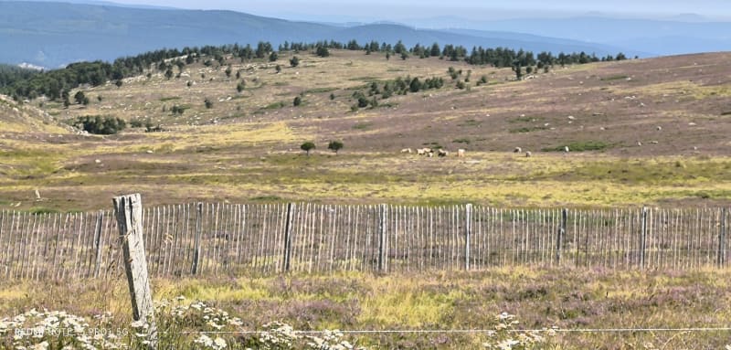 Sommet de Finiels au Mont Lozère - Pont-de-Montvert-Sud-Mont-Lozère