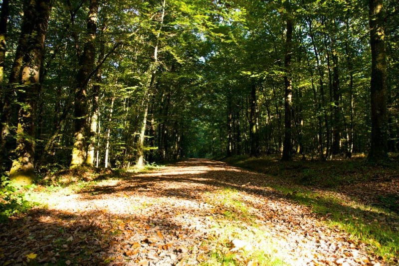 Balade dans les pins de Parigné-le-Pôlin - Parigné-le-Pôlin