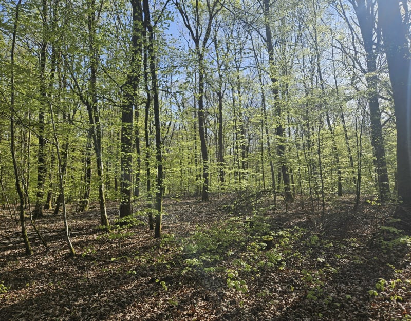 Trail des cerises à Fougerolles-St-Valbert - Fougerolles-Saint-Valbert
