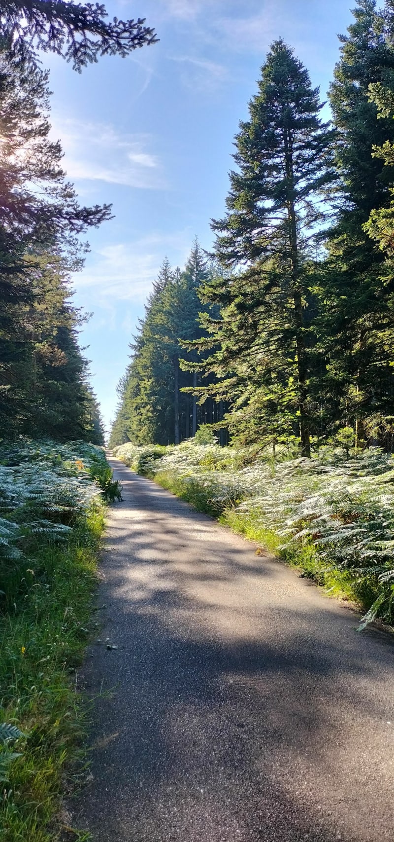 Forêt de Bellême - Belforêt-en-Perche