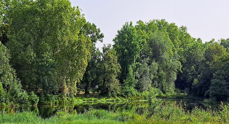 De Vielle à Contis en passant par la forêt landaise - Vielle-Saint-Girons