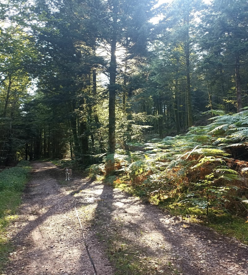 Forêt Méniloise, par Haut de Copé - Ménil-sur-Belvitte