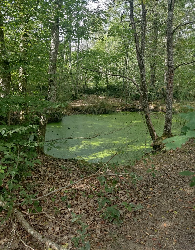 Boucle vers le lac Sainte Anne, forêt de Bouconnne - Pibrac