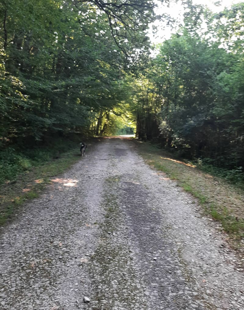 Randonnée ombragé dans les forêts de la Planoise - Antully