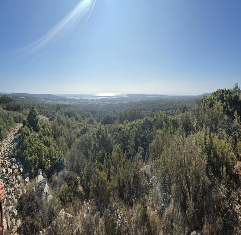 La garrigue au Pla du Sabina - Roquefort-des-Corbières