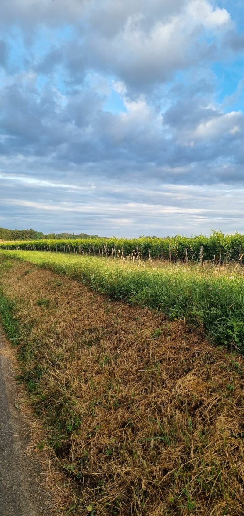 Boucle à la La Vallée de Cousse - Vernou-sur-Brenne
