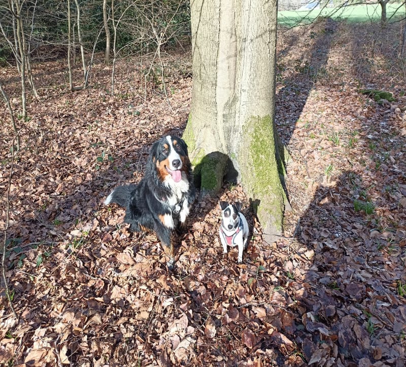 Balade sentiers et pleine forêt à Notre-Dame-de-Bondeville - Houppeville