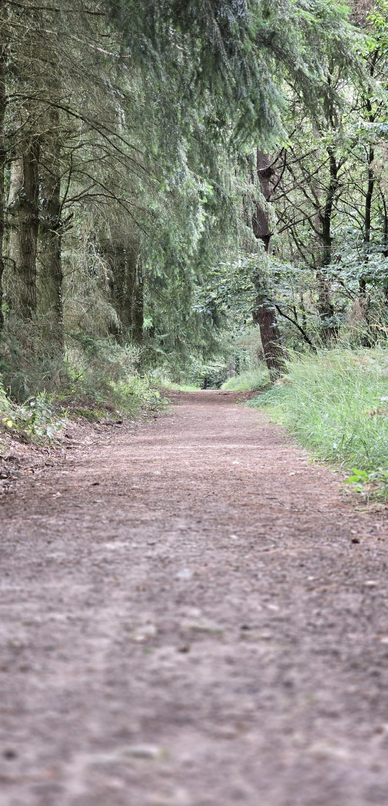 Circuit des seigneurs et Bois de Boeuvres - Guipry-Messac