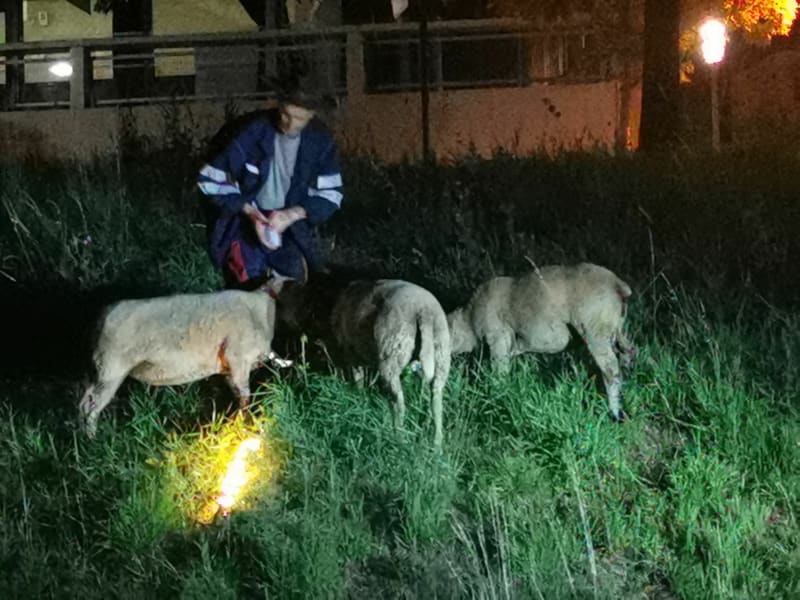 Promenade avec moutons dans la ville aux Mureaux - Les Mureaux