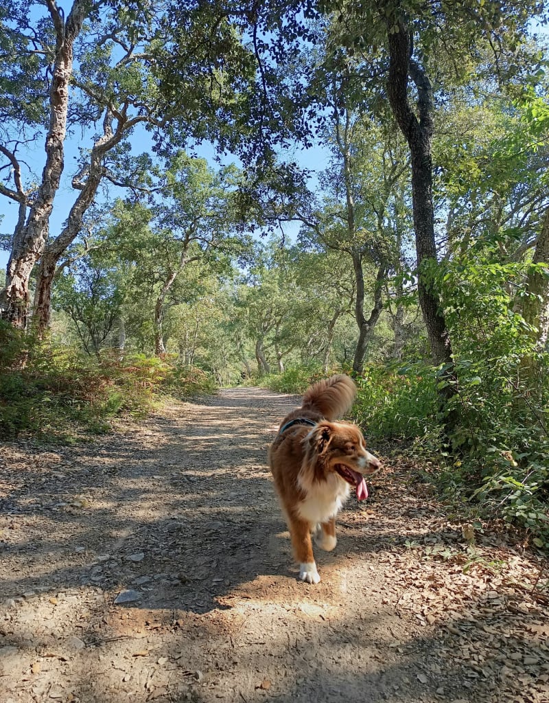 Parc de la Valmasque - Mougins